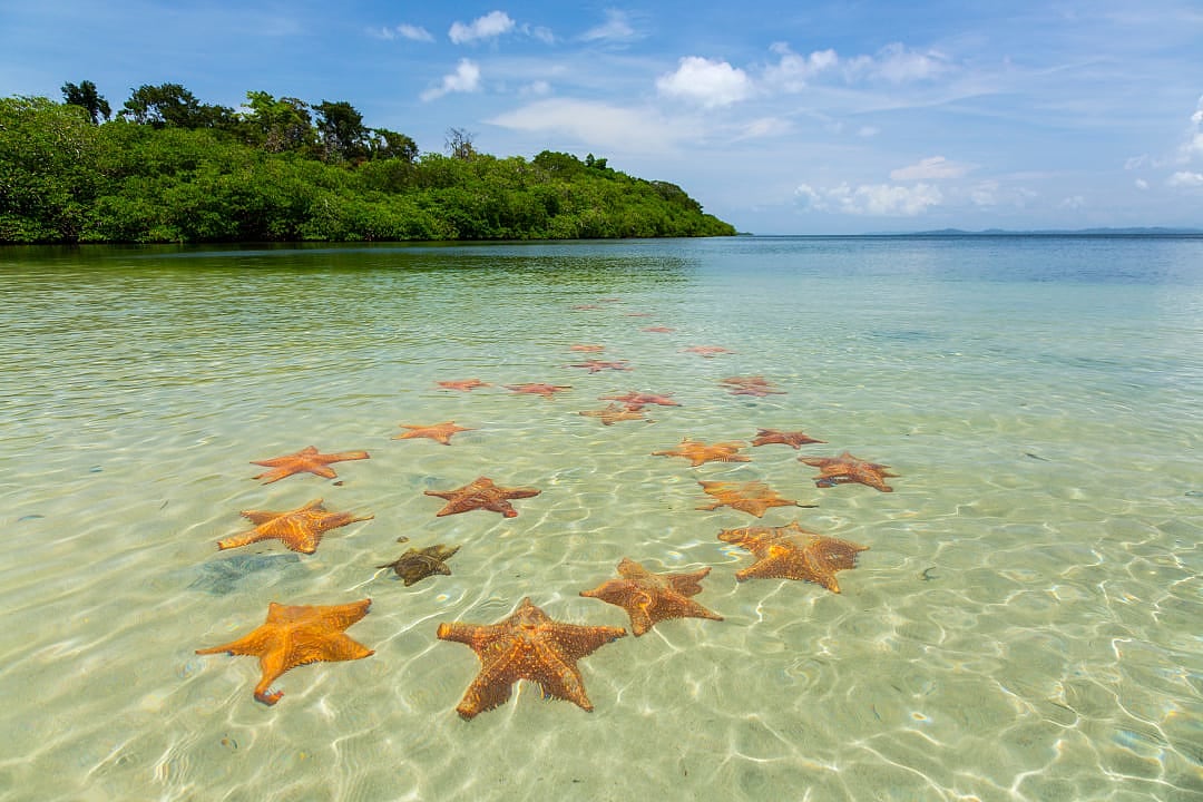 Starfish beach in Colon Island, Bocas del Toro, Panama