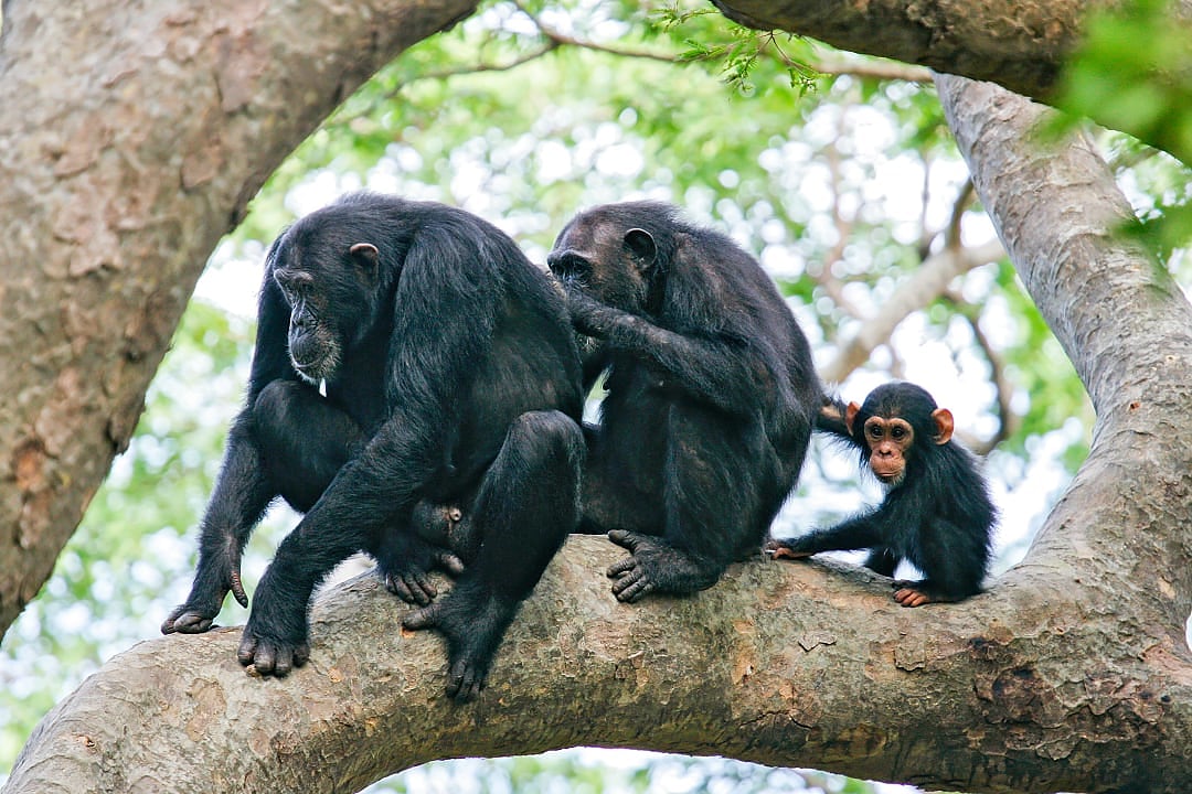 Family of chimpanzee in a tree at Gombe National Park, Tanzania