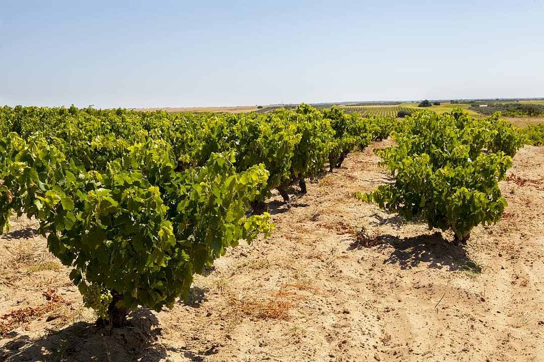 Vineyards in Adalucia, Spain