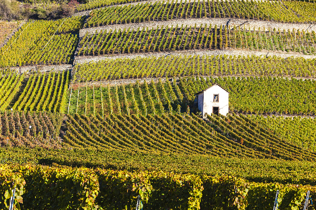 Vineyards in Valais, Switzerland