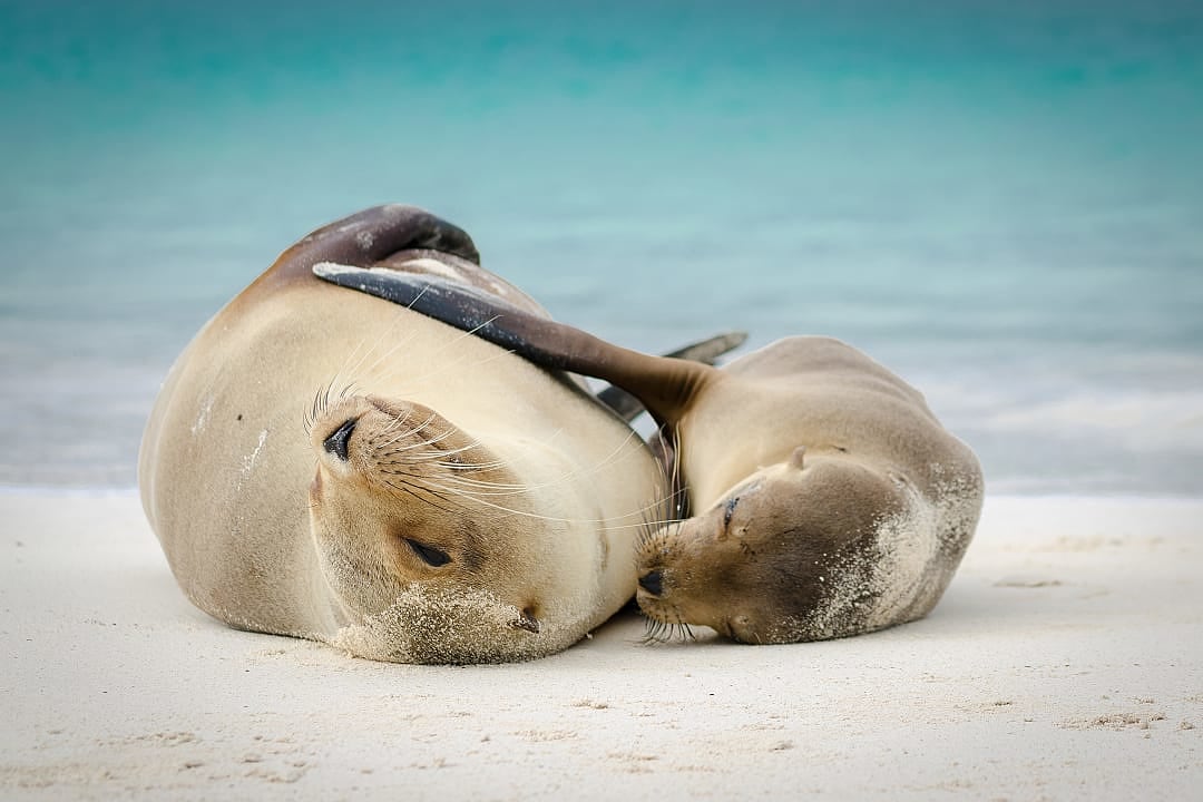 Mother and baby sea lion hugging in the Galapagos Islands
