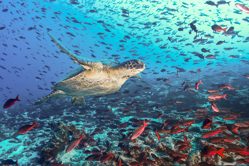 Sea turtle in the Galapagos Island, Ecuador