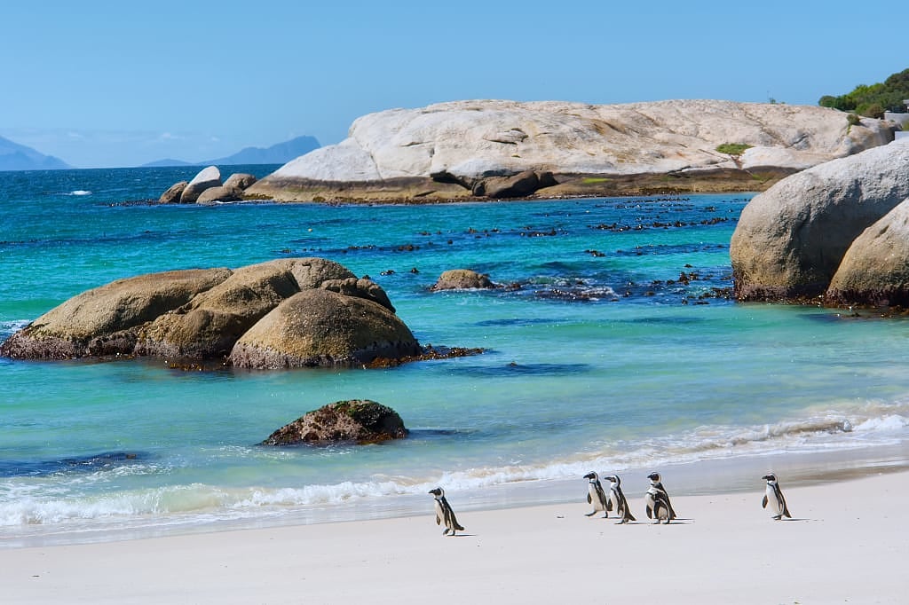 Penguins on Boulder Beach in Cape Town, South Africa.