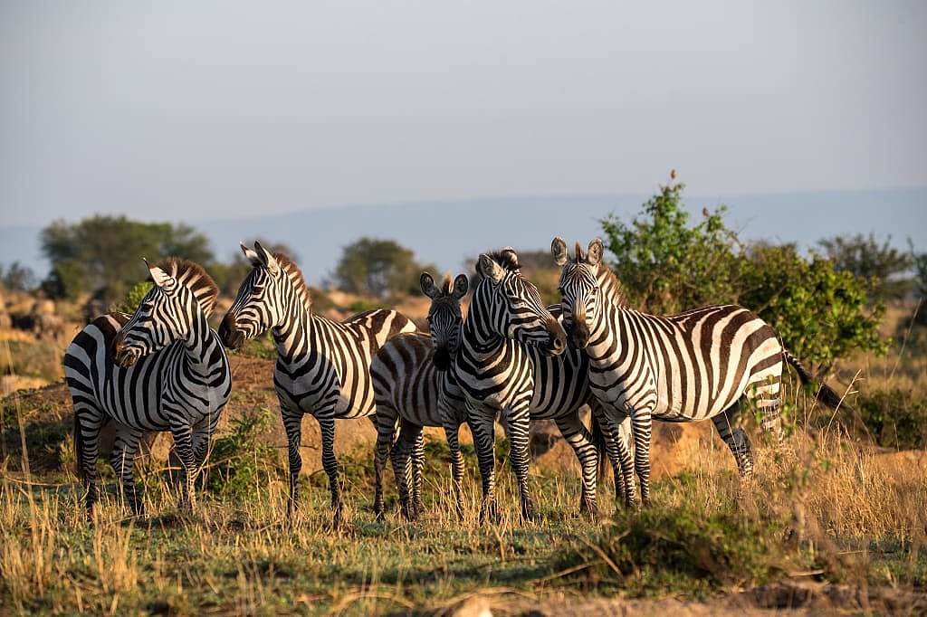 Zebras in Serengeti National Park, Tanzania