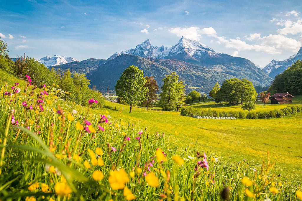 Idyllic alpine mountain scenery with blooming meadows and snowcapped mountain peaks