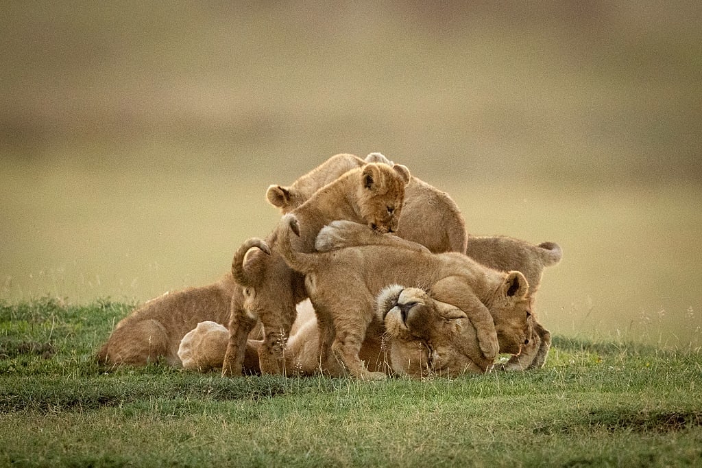 Lioness playing with her cubs in Serengeti National Park