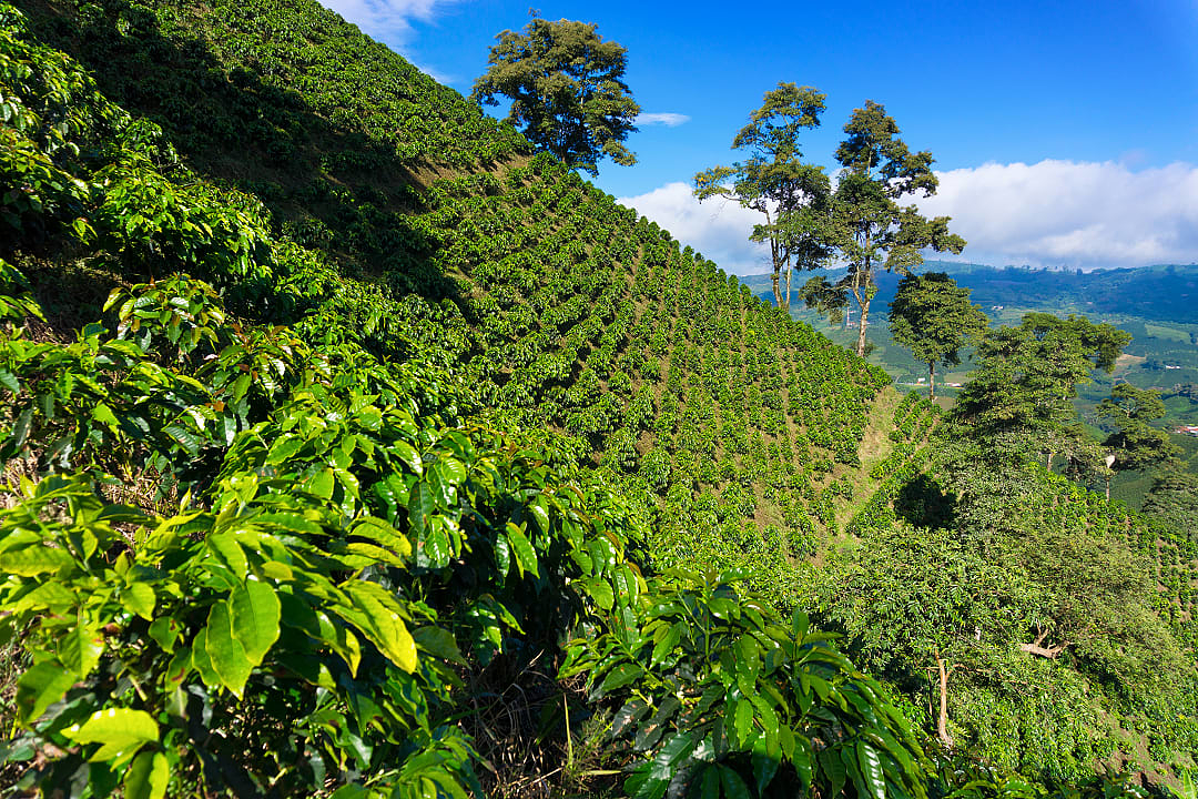 Coffee plantation, Manizales, Colombia
