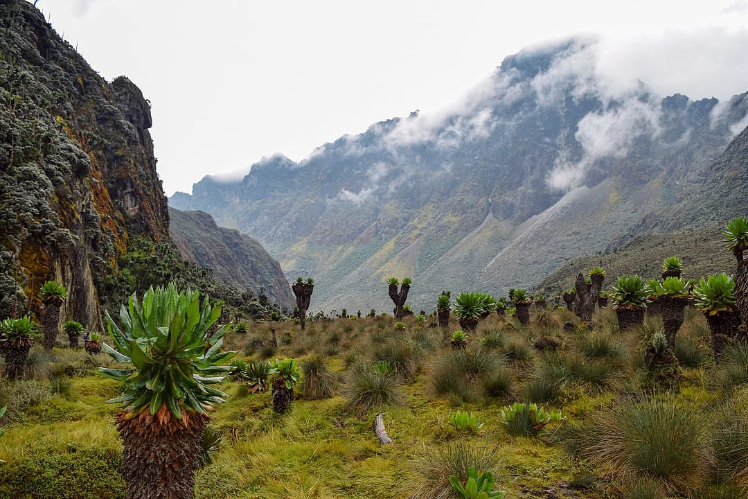 Rwenzori Mountains in Uganda