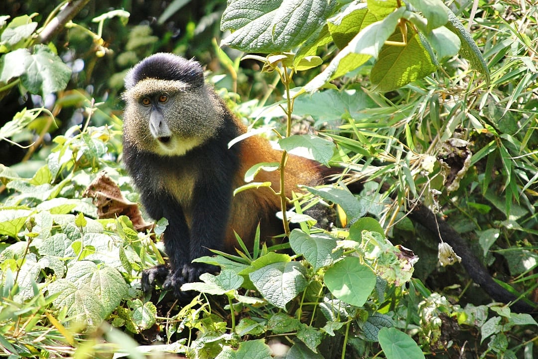 Golden monkey in the Virunga Mountains of Rwanda