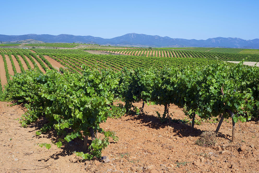 Vineyards in province of Aragon in Zaragoza, Spain