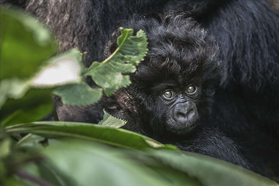 Volcanoes National Park, Rwanda
