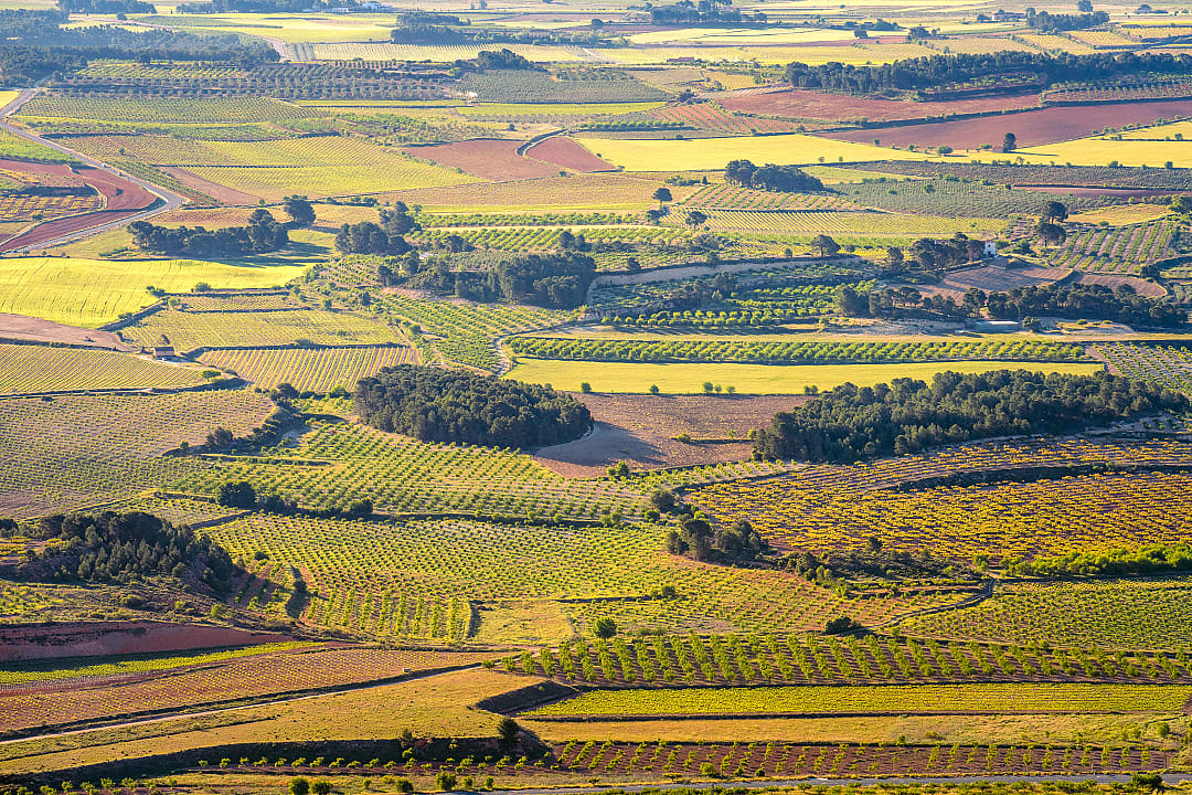 Vineyards in Valencia, Spain
