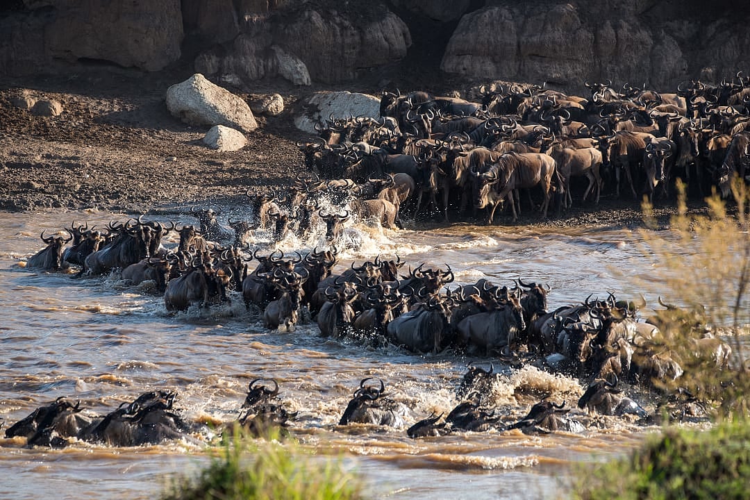 The Great Migration in East Serengeti.