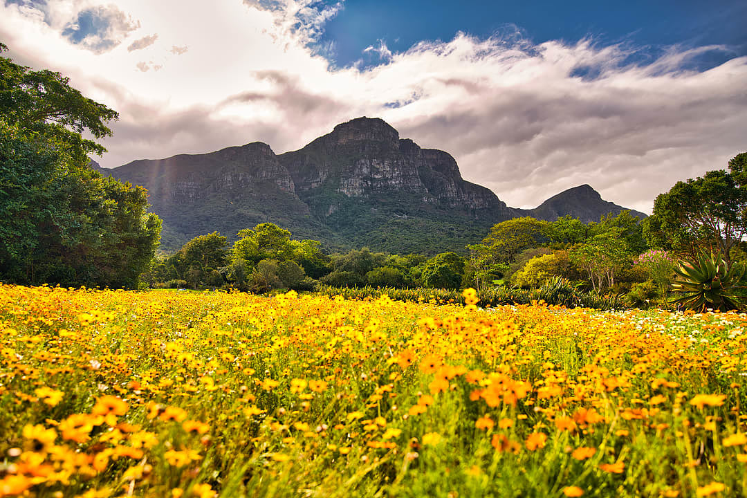 Spring at Kirstenbosch gardens, Cape Town, South Africa.
