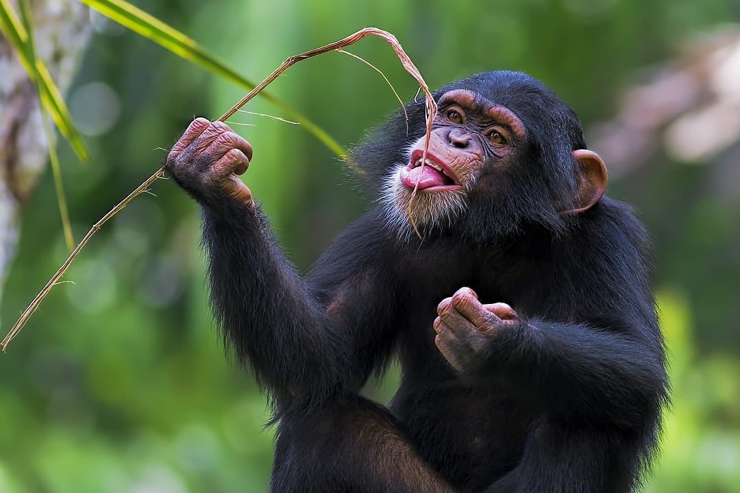 Chimp at Chimpanzee Rehabilitation Haven in Ngamba Island, Uganda.