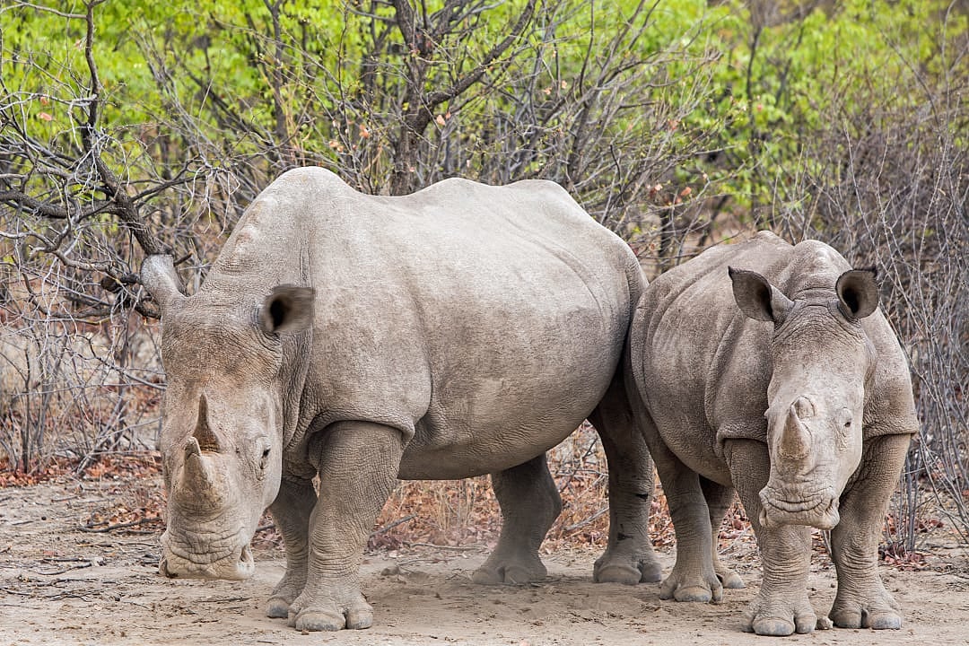White rhinos in Hwange National Park, Zimbabwe.