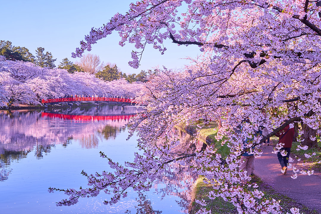 Springtime in full bloom at Hirosaka Park, Hirosaki City, Japan.