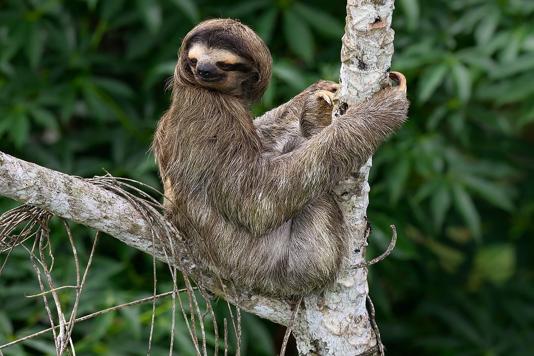 Sloth in the rainforest of Panana