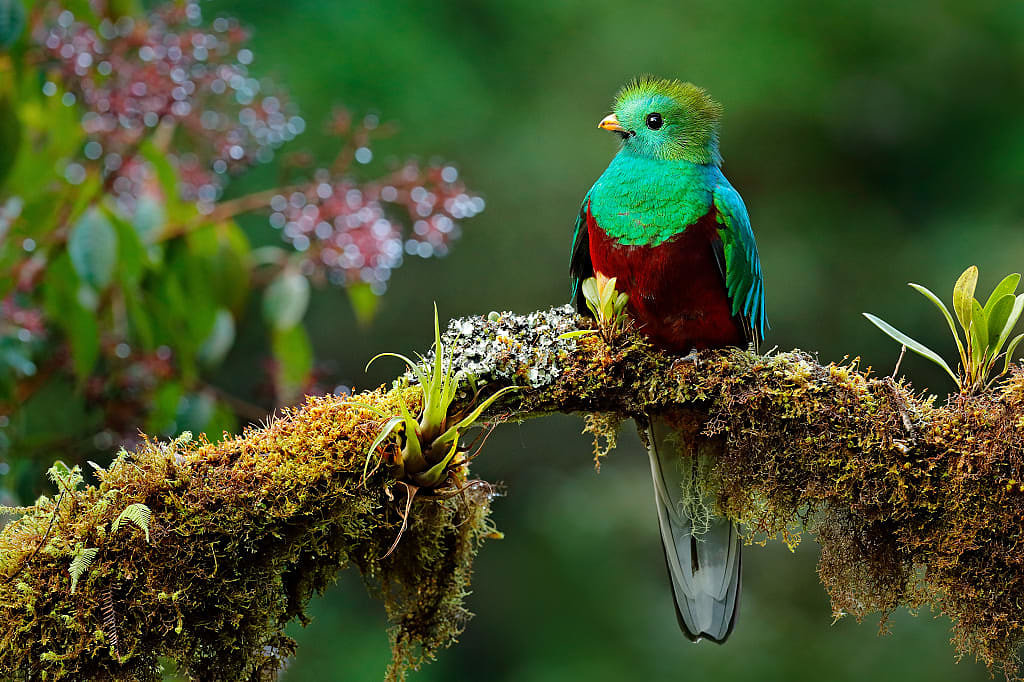 Resplendent quetzal, an inhabitant of the rainforest of Costa Rica