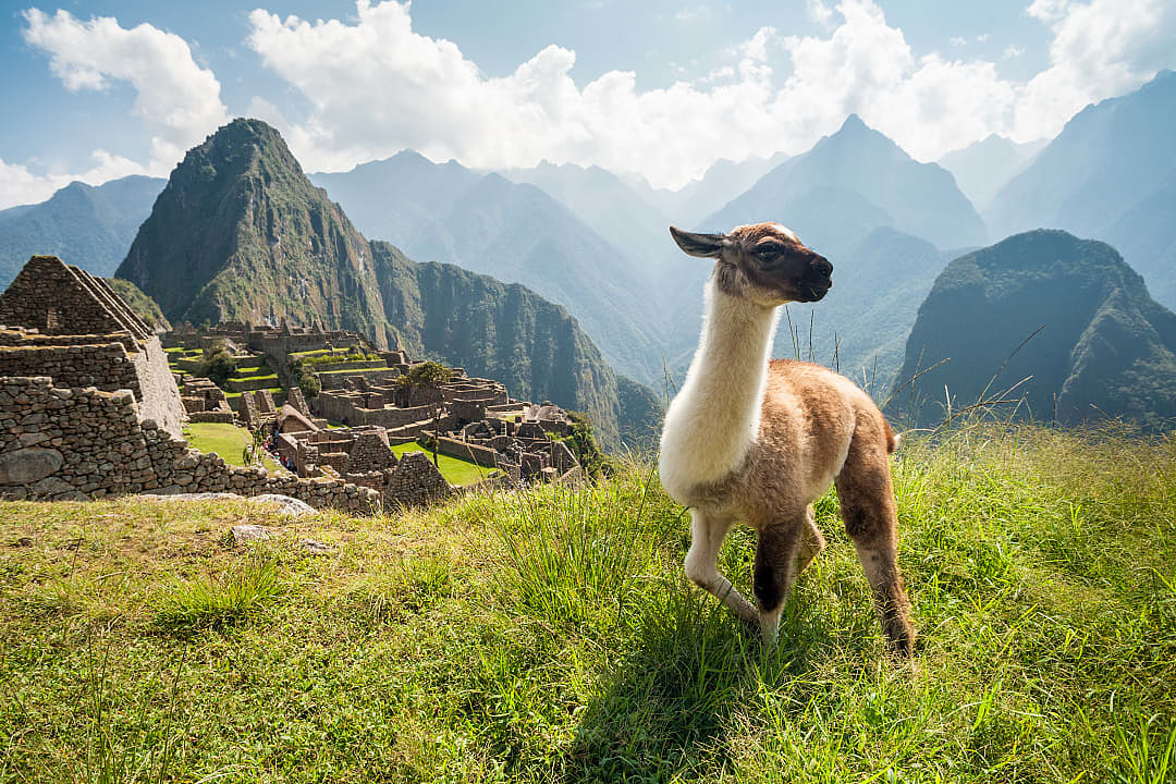 Llama at Machu Pichu, Peru