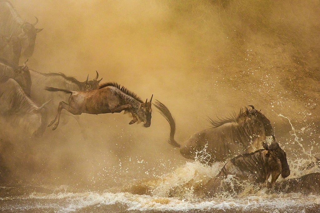 Wildebeest river crossing during the Great Migration