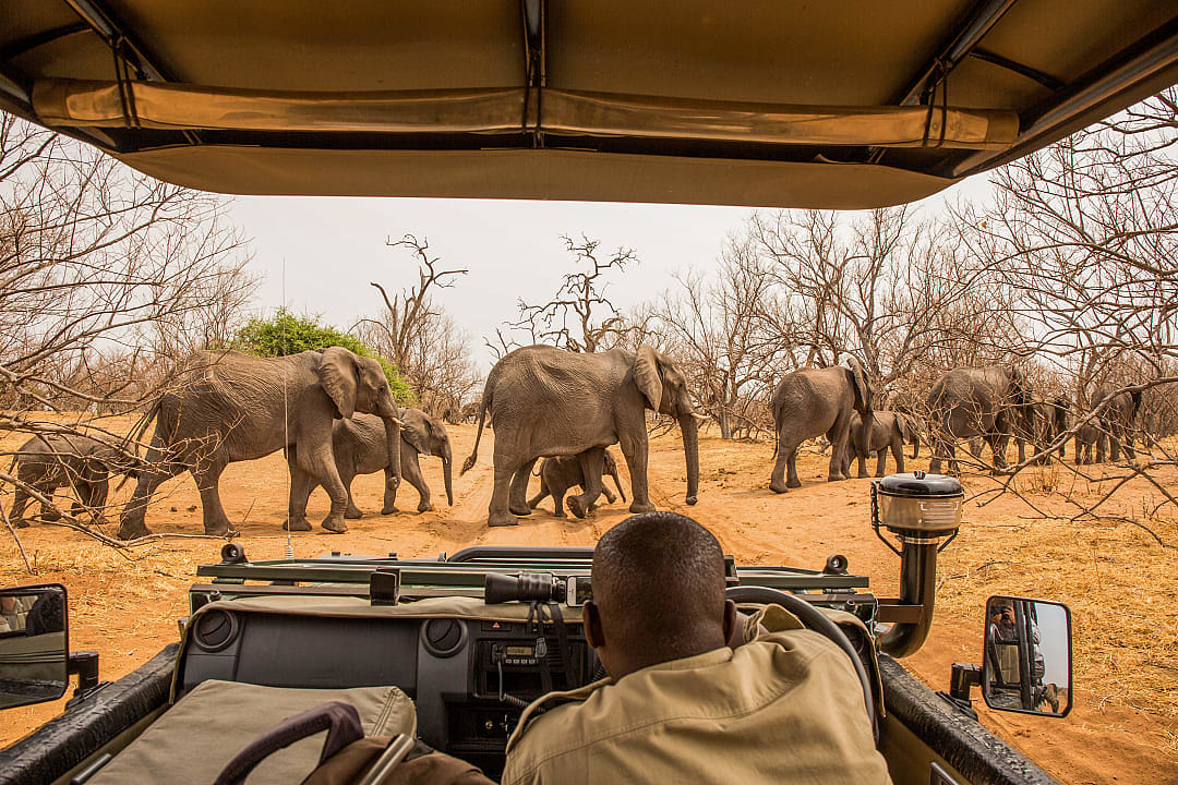 Safari-goers watch as elephants cross toward the Chobe River in Chobe National Park.