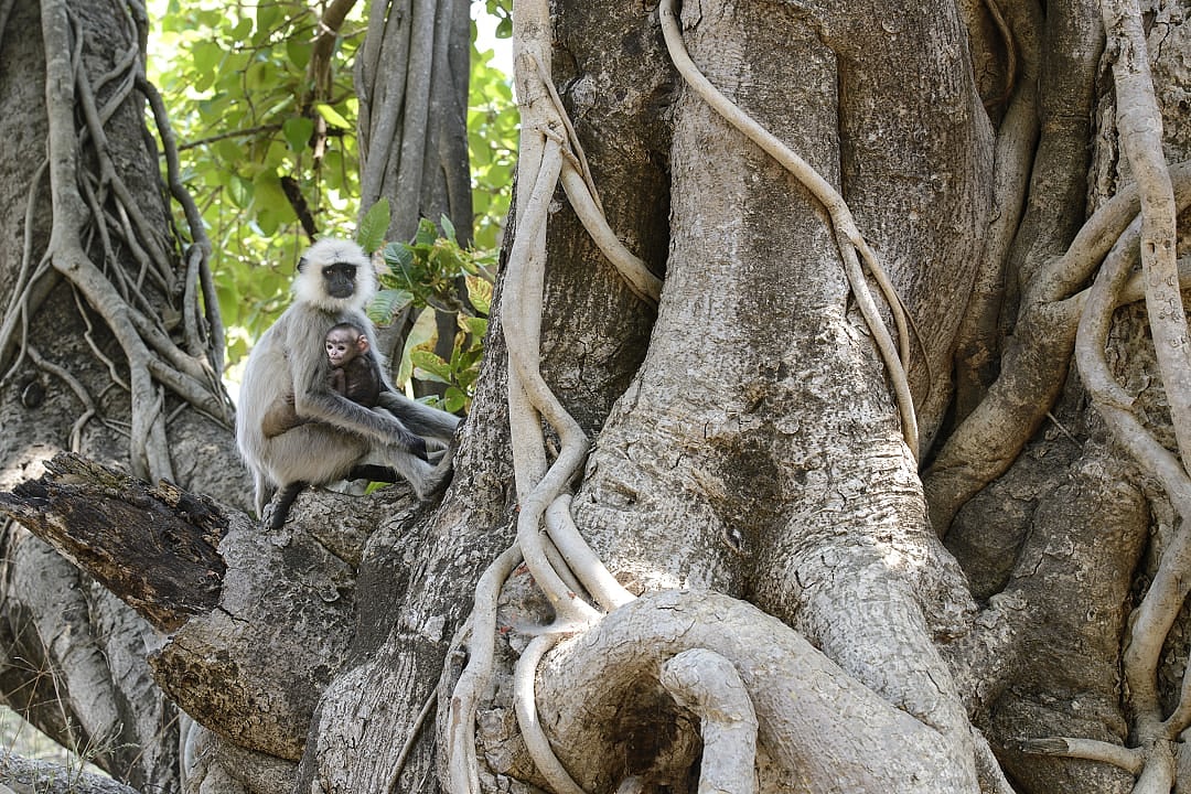 A langur monkey sits with its baby on a thick, gnarled tree branch surrounded by twisting roots