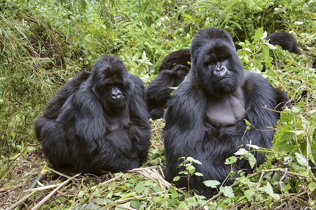 Gorillas in Rwanda