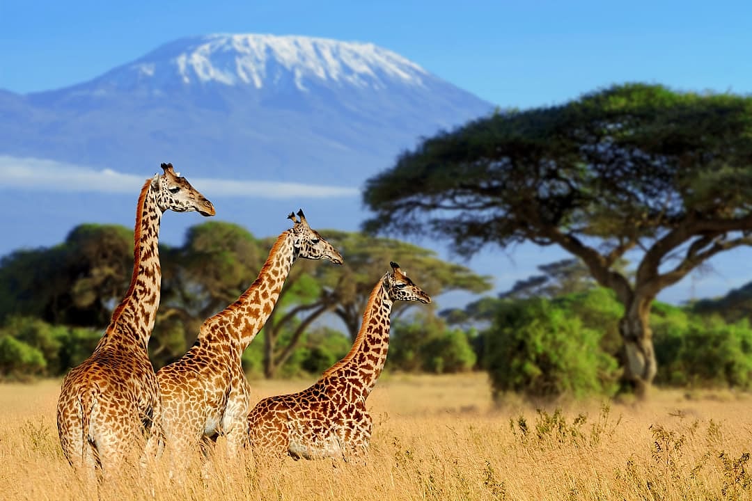 Amboseli National Park with Mount Kilimanjaro in the background