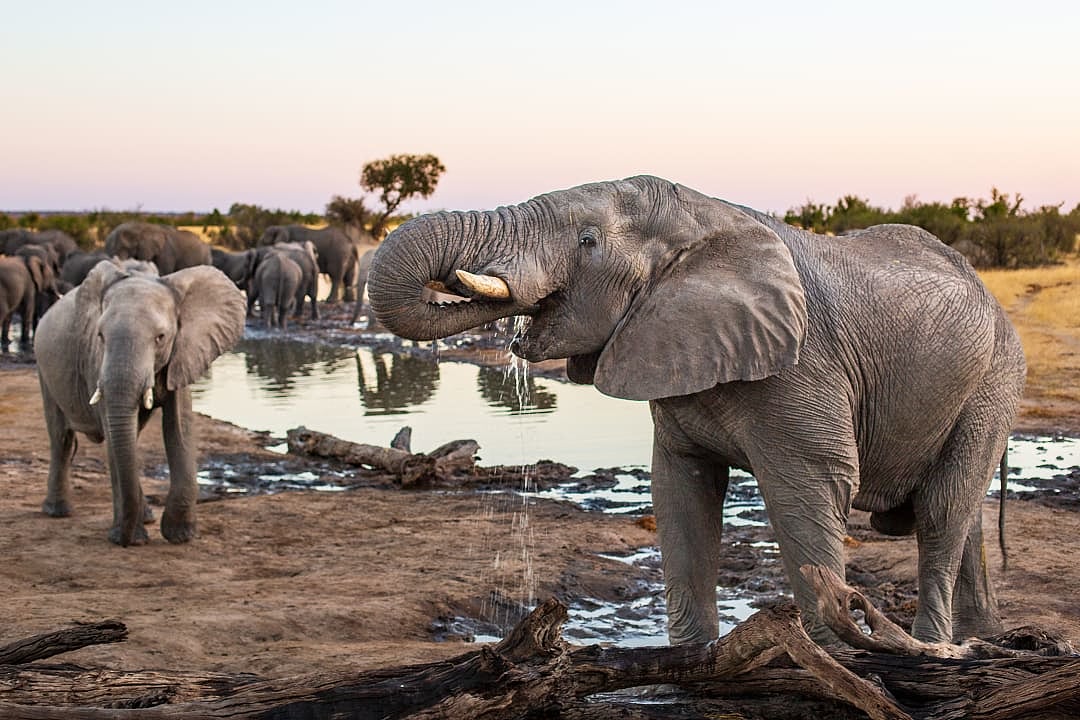 Thirsty elephants gather at a waterhole in Hwange National Park.