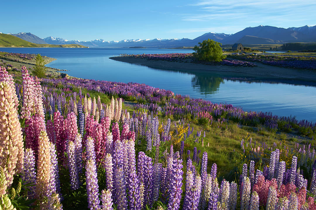 Lupins at Lake Tekapo, New Zealand