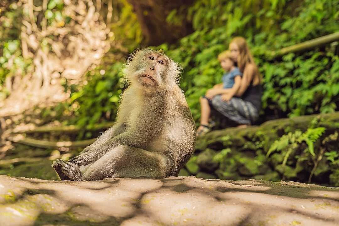 Mother and son observing a monkey at Sacred Monkey Forest Sanctuary in Bali, Indonesia