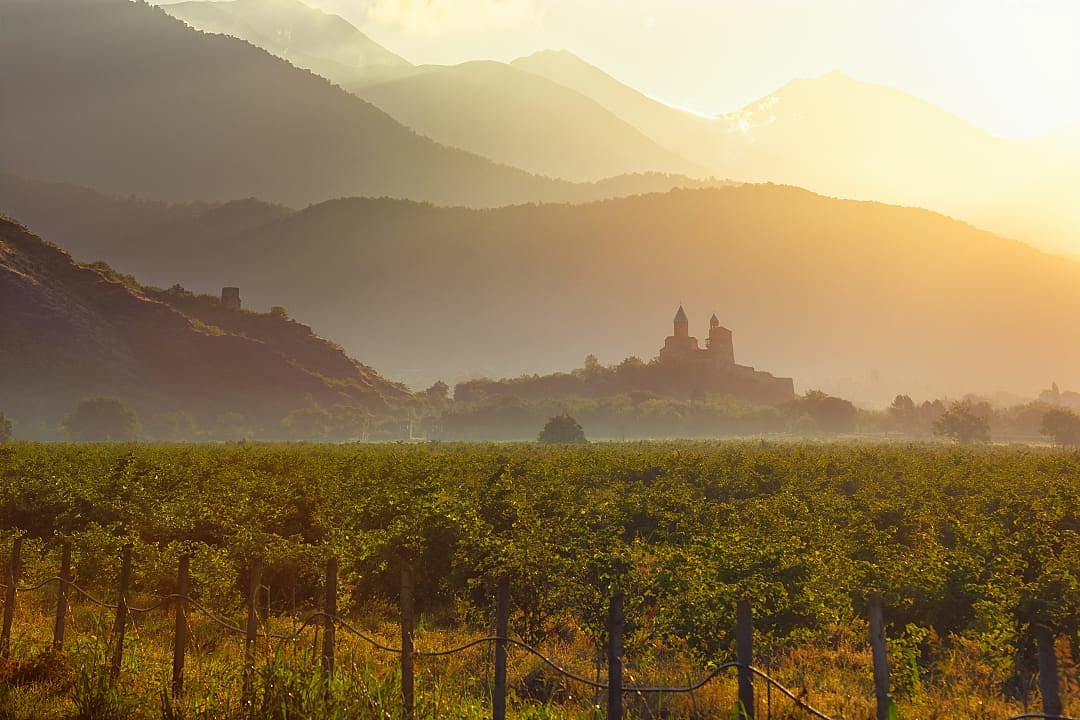 Vineyards at Gremi Fortress in Kakheti, Georgia