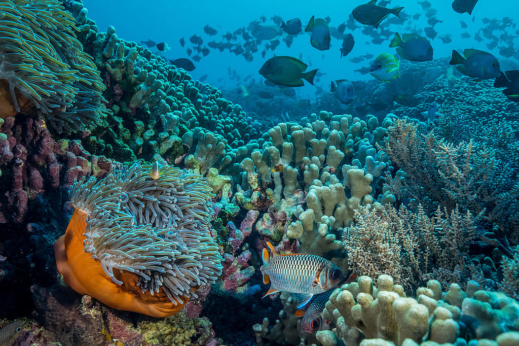 Coral reef along Pemba Island in Tanzania