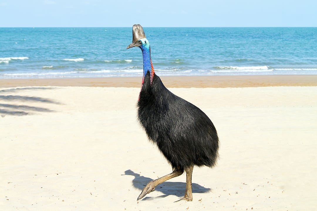 Cassowary on the beach in Queensland, Australia