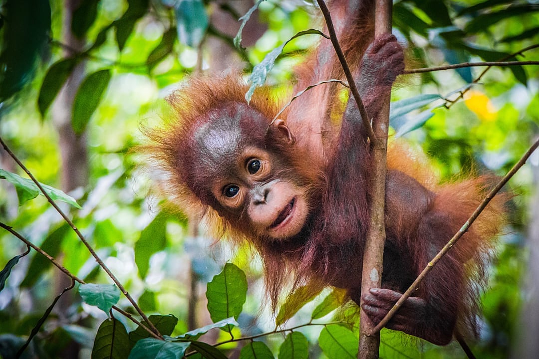 Borneo orangutan in the rainforest, Indonesia.