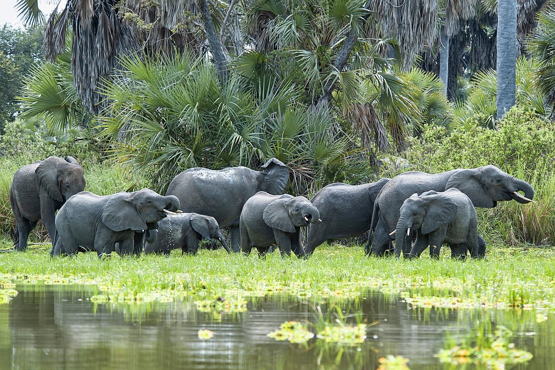 A herd of elephants gathered at the edge of a waterhole surrounded by lush greenery.