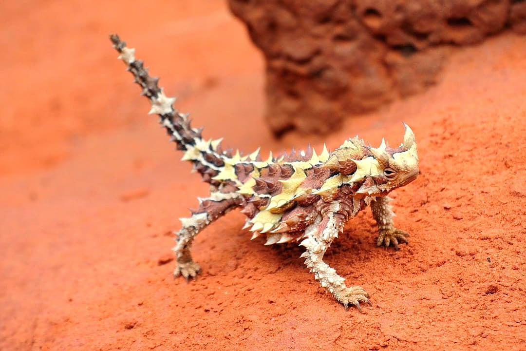 Thorny devil lizard in the Australian Outback