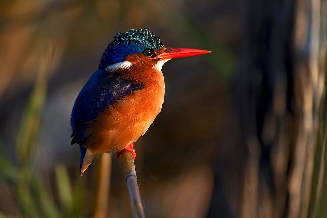 Close-up of a Malachite Kingfisher perched on a branch in an African safari setting