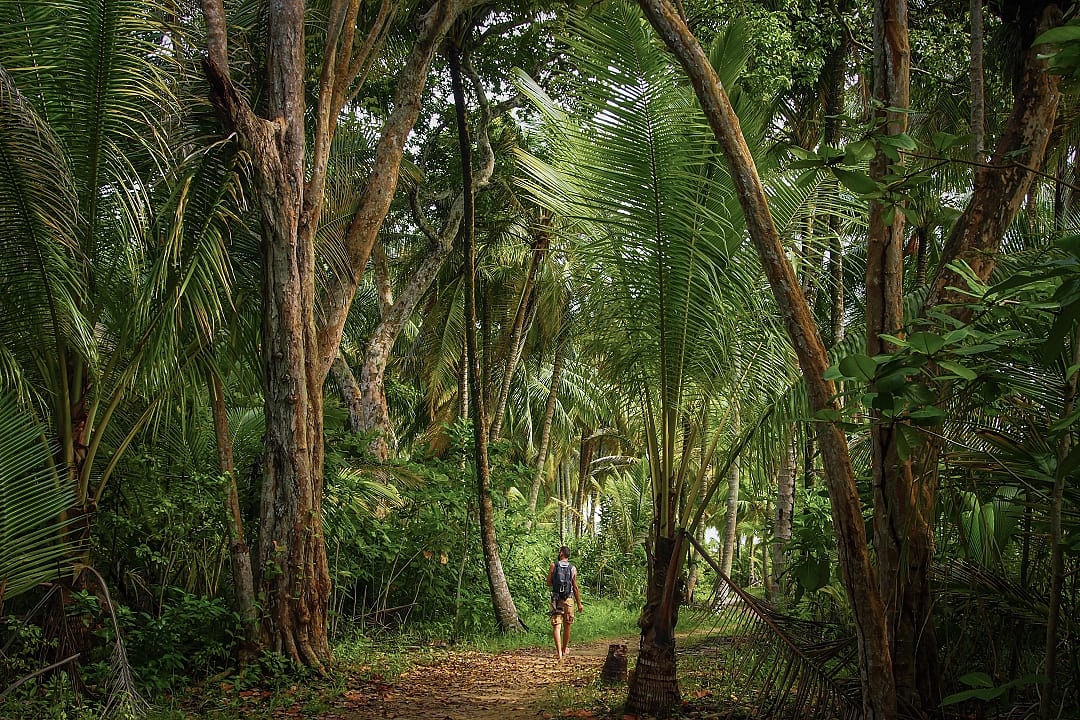 Man Walking On A Path In Tropical Jungle Forest in Bocas del Toro, Panama