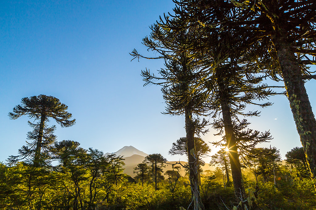 View though the trees from the trail at Conguillio National Park, Chile