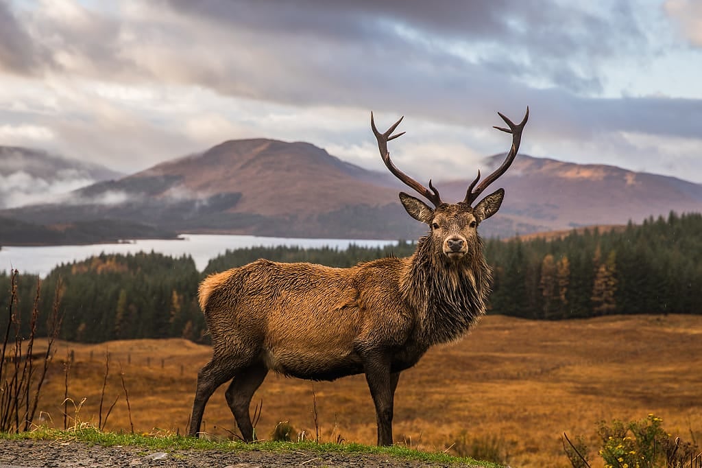 Scottish stag in the Highlands