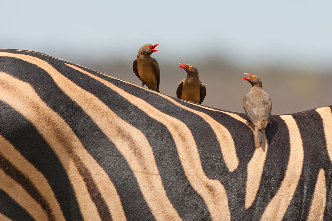Red-billed Oxpeckers perched on a Burchell's Zebra in Hwange National Park.