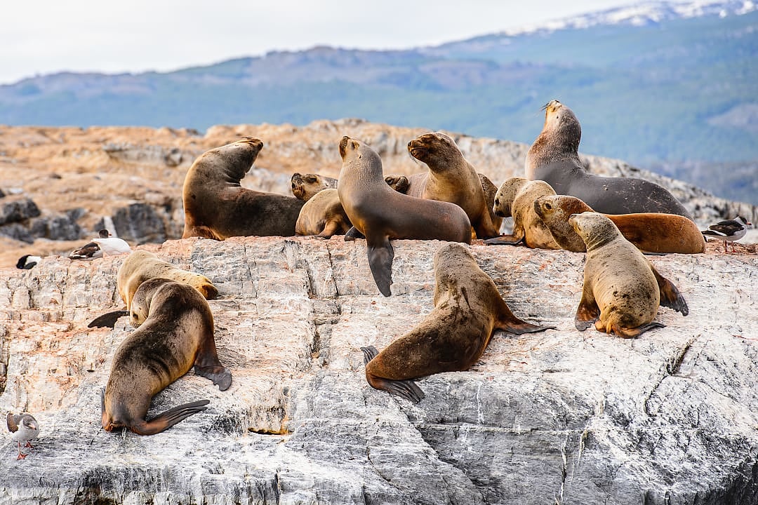 Sea lions on the Beagle Channel, Argentina.