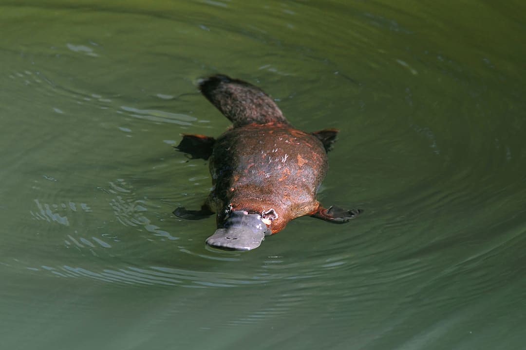 Platypus at Eungella National Park, Australia