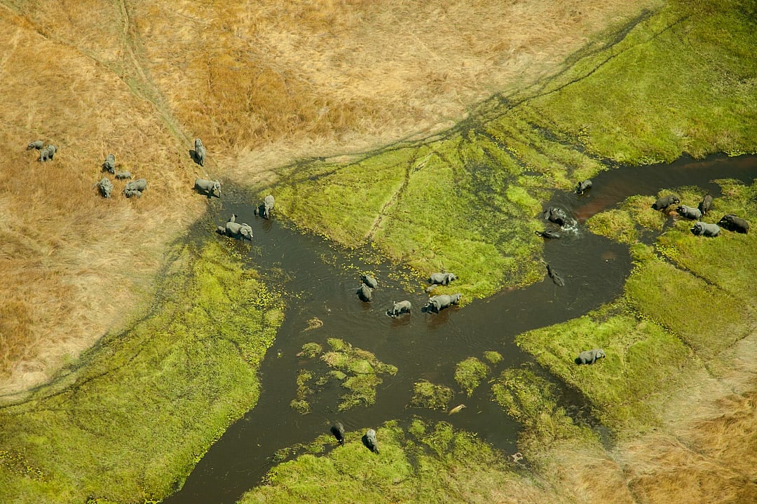 Elephants roam through the lush wetlands of the Okavango Delta.