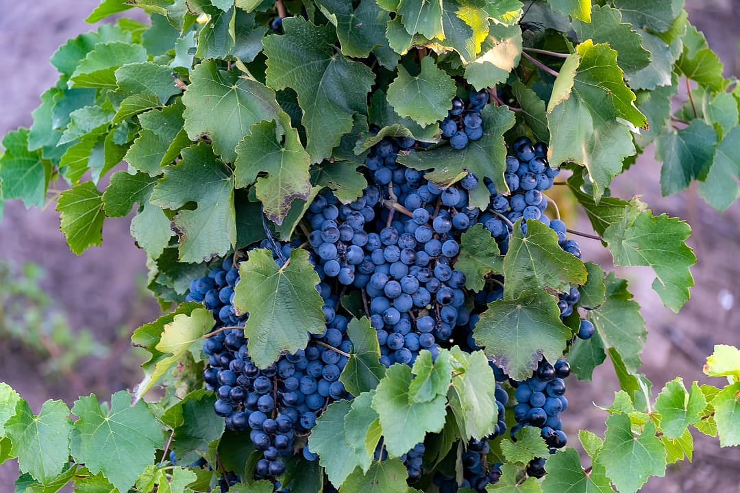 Malbec grapes on the vine