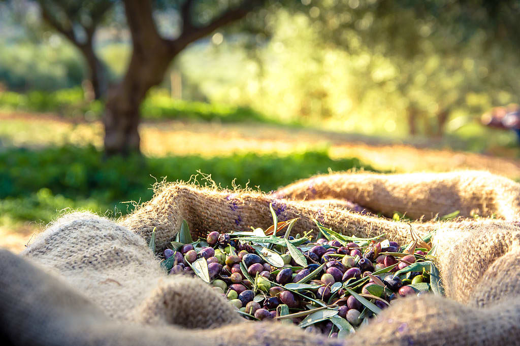 Olives harvested for olive oil production in Crete, Greece.