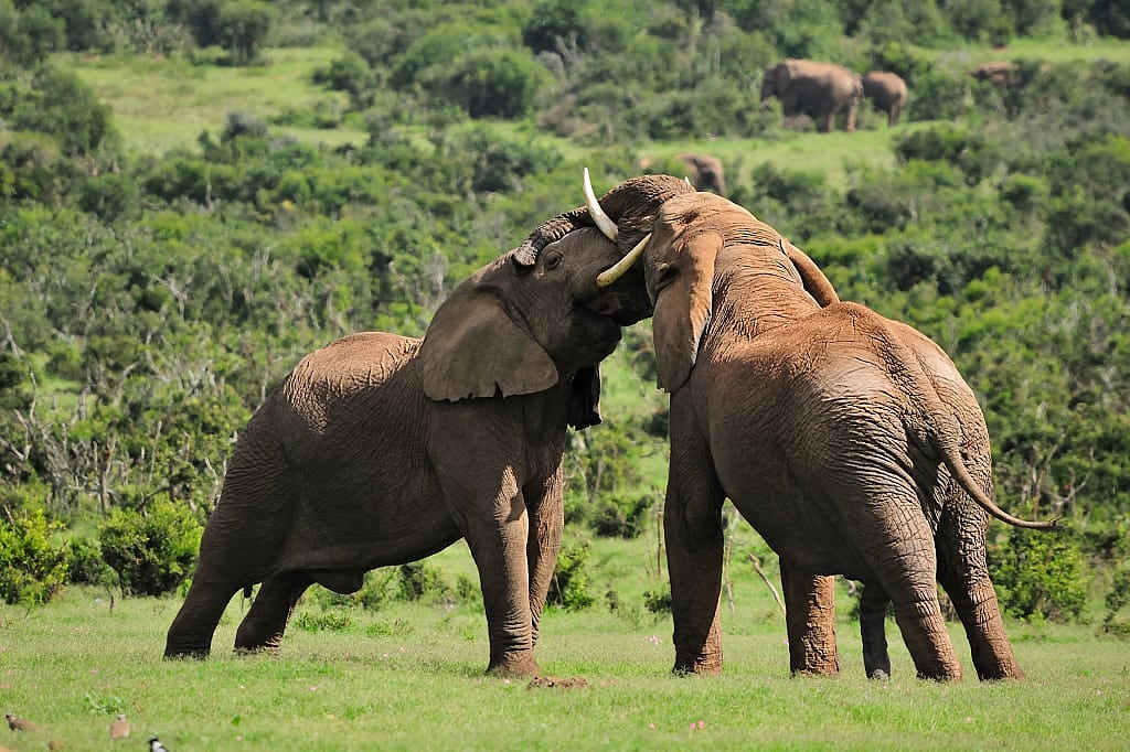 Elephants in Addo Elephant National Park, South Africa