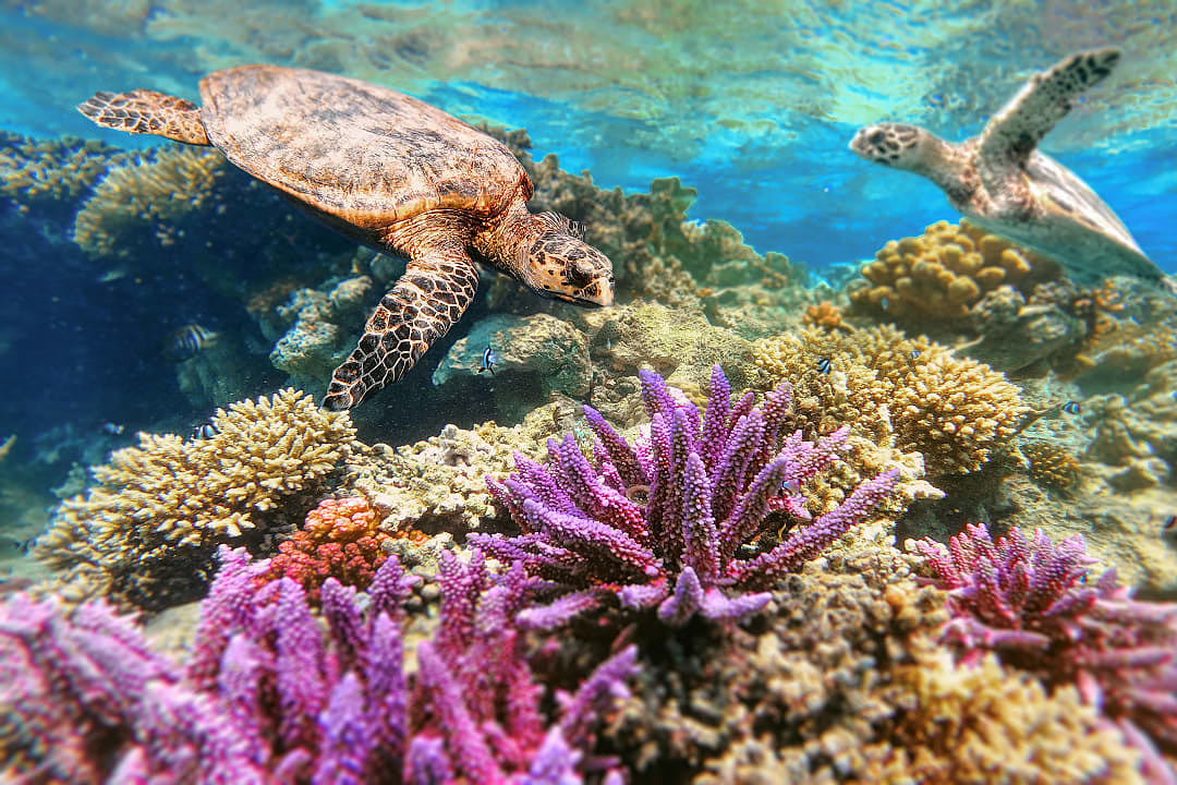 Sea turtles swimming above colorful coral reef in Marsa Alam, Egypt’s Red Sea